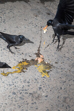Crows Eat Eggs