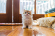 © Heng Yu/Stocksy - Purebred golden kitten on the floor