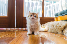 Purebred Golden Kitten On The Floor