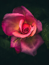 Multicolored Rose In Bloom