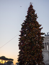 Christmas Tree In Rome In The Early Morning