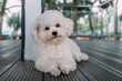 © Heng Yu/Stocksy - White dog