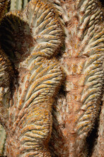Macro Cactus Detail