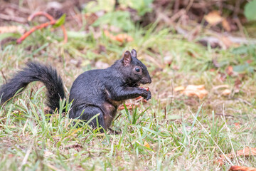 Wall Mural - A closeup of the black squirrel in the George C. Reifel Migratory Bird Sanctuary, Canada.