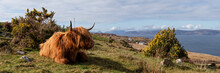 Highland Cow Coo Scottish Coast Highlands