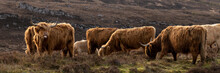 Highland Cow Coo Herd 