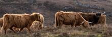 Highland Cow Coo Herd  