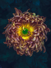 Multicolored Chrysanthemum