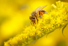 Honey Bee On Goldenrod