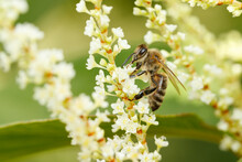 Honey Bee On Knotweed