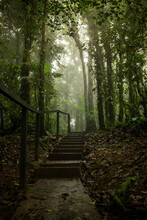 Path With Stairs In The Rainforest Of The Anton Valley.