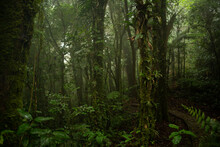 Green Rainforest In Panama After The Rain With Path 