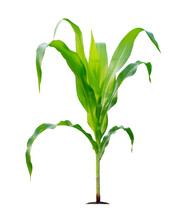 Corn Plant Isolated On A White Background With Clipping Paths For Garden Design