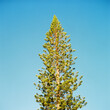© wendy laurel/Stocksy - Pine tree against blue sky