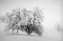 Snow-covered Tree