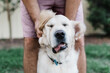 © Samantha Gehrmann/Stocksy - golden retriever ear rub