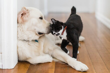 Manx Kitten And Retriever Dog