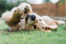 Golden Retriever Puppy Rolling On Lawn