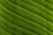 © rolfo/Stocksy - Banana green leaf closeup