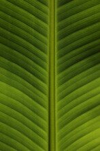 Banana Green Leaf Closeup 