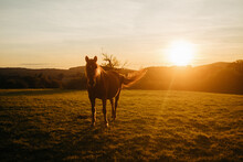 Horse Standing On The Meadow During Sunset
