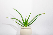 Aloe Vera Plant In Front Of A White Wall.