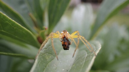 A closer look of the spider eating some bugs in the flowers in Estonia