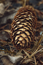 A Closeup Of A Pine Cone On The Ground