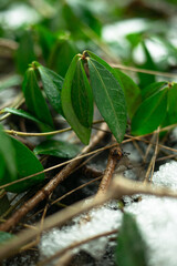 Poster - A closeup of green leaves