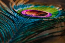 Peacock Feather Close Up. Mor Pankh. Peafowl Feather Background. Beautiful Peacock Feather.