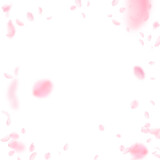 Fototapeta Kwiaty - Sakura petals falling down. Romantic pink flowers vignette. Flying petals on white square background. Love, romance concept. Great wedding invitation.