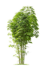 Wall Mural - isolated big bamboo tree on white background.large coconut trees database botanical garden organizat