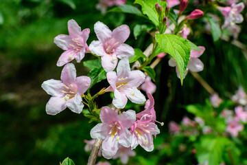 Close up of vivid pink and white Weigela florida plant with flowers in full bloom in a garden in a sunny spring day, beautiful outdoor floral background photographed with soft focus.