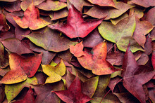 Autumn Colorful Maple Leaves Background