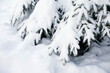 spruce branches covered with snow in winter forest. Snow winter nature background on cold weather. Fir tree covered with snow close up. Fir tree branches under snow in winter park or forest