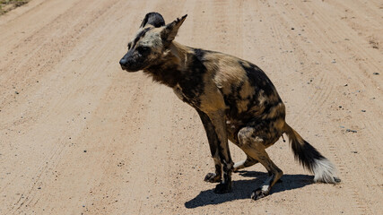 African wild dog using the road as his own.