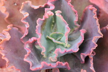 Pink Rosette Of Succulent Plant Echeveria Dicks Pink