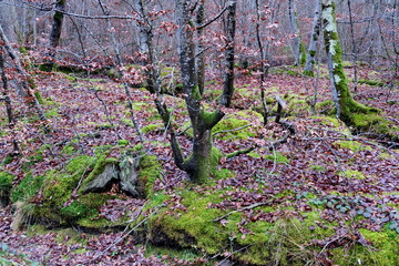 Canvas Print - Sous bois. Forêt en automne.