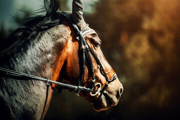 Wall Mural - Portrait of a beautiful bay horse with a bridle on its muzzle, galloping fast on a sunny autumn day. Equestrian sports.