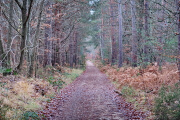 Sticker - Allée dans un bois.