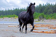 Black Morgan Horse |Gelding running on sandy beach.