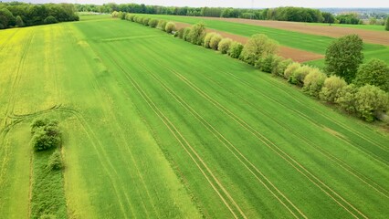 Wall Mural - Drone 4k video of spring field near Miedzyrzecze Gorne village, Silesia region of Poland