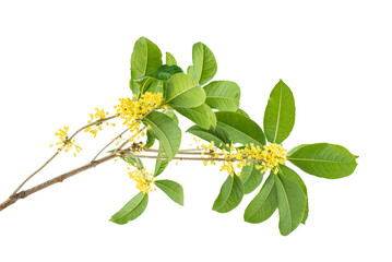 Wall Mural - Osmanthus branch on white background