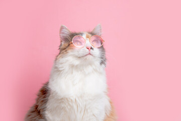 portrait of a funny cute gray and white fluffy cat in sunny pink glasses lying on a pink background