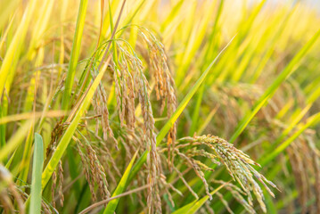 Wall Mural - Ripe rice valley in autumn