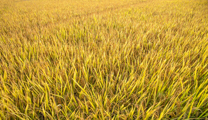 Wall Mural - autumn golden rice field background material