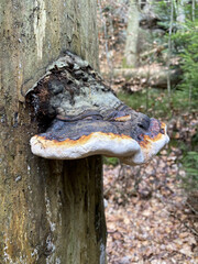 Sticker - A vertical shot of tinder fungus on the tree