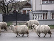 flock of sheep through the village of Farcasa, Maramures, Romania, 2010