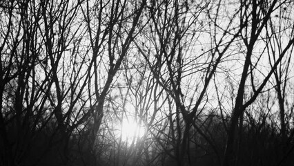Wall Mural - beautiful unsual sunny sunset natural black and white 4k stock video background. bright sunset sun s