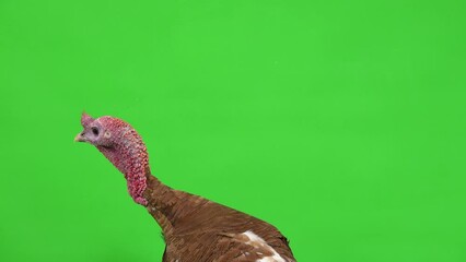 Poster - male turkey portrait on green screen. studio